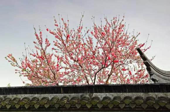 台州凤凰河桃园景区桃花扇台州旅游景点