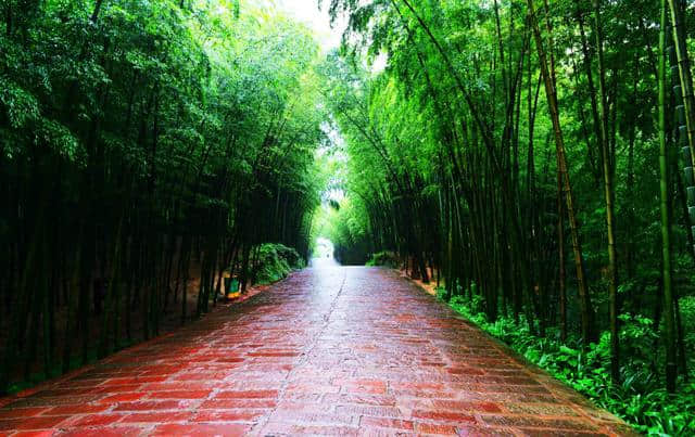 中国最壮观的竹海——蜀南竹海，果然名不虚传