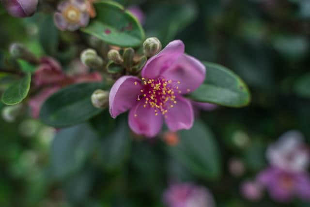 福州周边游：福清大姆山草场，不出福建也能看大草原