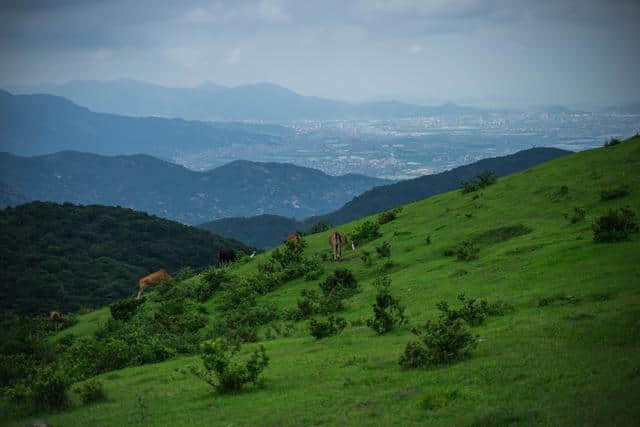 福州周边游：福清大姆山草场，不出福建也能看大草原