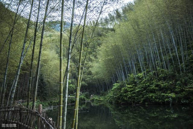 夏日避暑好去处，皖南深处的千亩竹海，离宏村5公里20分钟到达