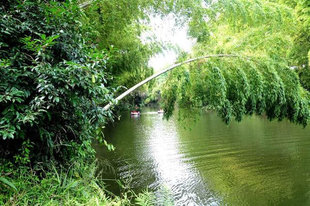 初夏怡情洗肺，就在蜀南竹海！