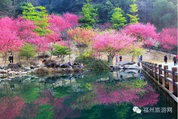 福州春节最全赏花地图！不出远门也有好景