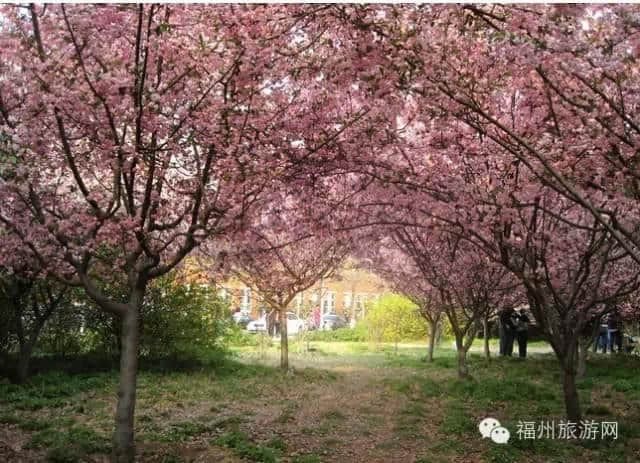 福州春节最全赏花地图！不出远门也有好景