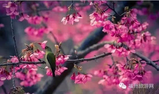 福州春节最全赏花地图！不出远门也有好景