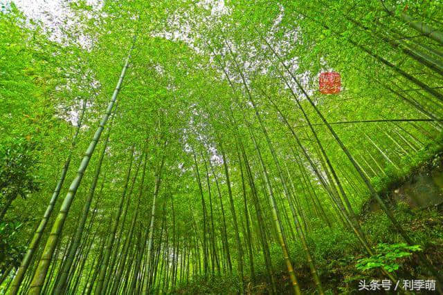 「透视旅行」坐着缆车看南山竹海