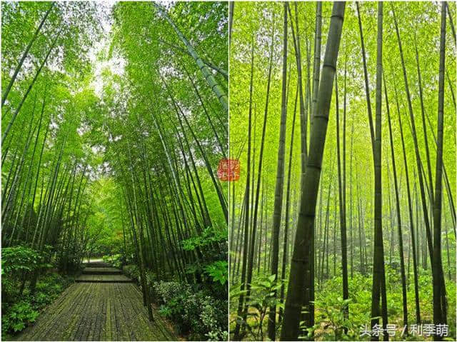 「透视旅行」坐着缆车看南山竹海