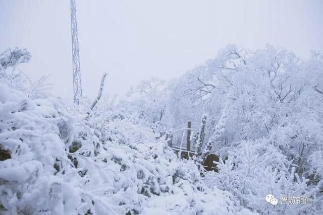 来梵净山坐山看雪，临树赏淞！