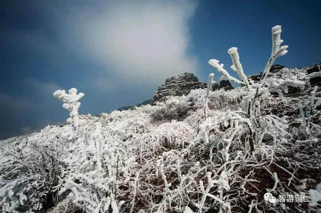 来梵净山坐山看雪，临树赏淞！