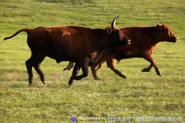 异域风情——蒙古国之旅