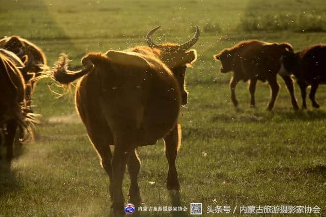 异域风情——蒙古国之旅