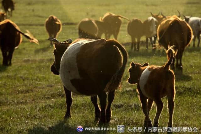 异域风情——蒙古国之旅