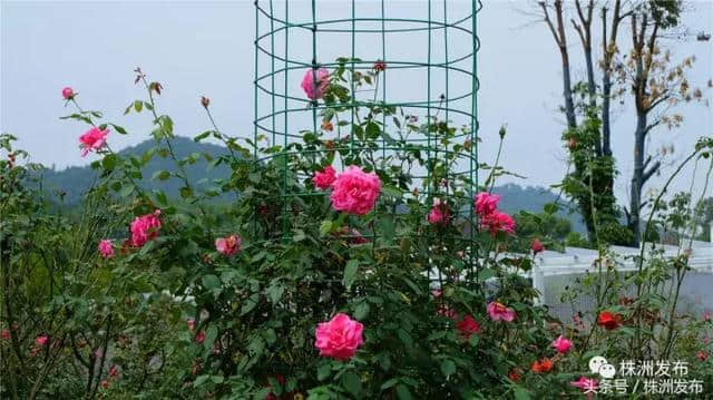 株洲旅游攻略—“花田半”国庆开园（白关花海进入盛花期），多个平台直播