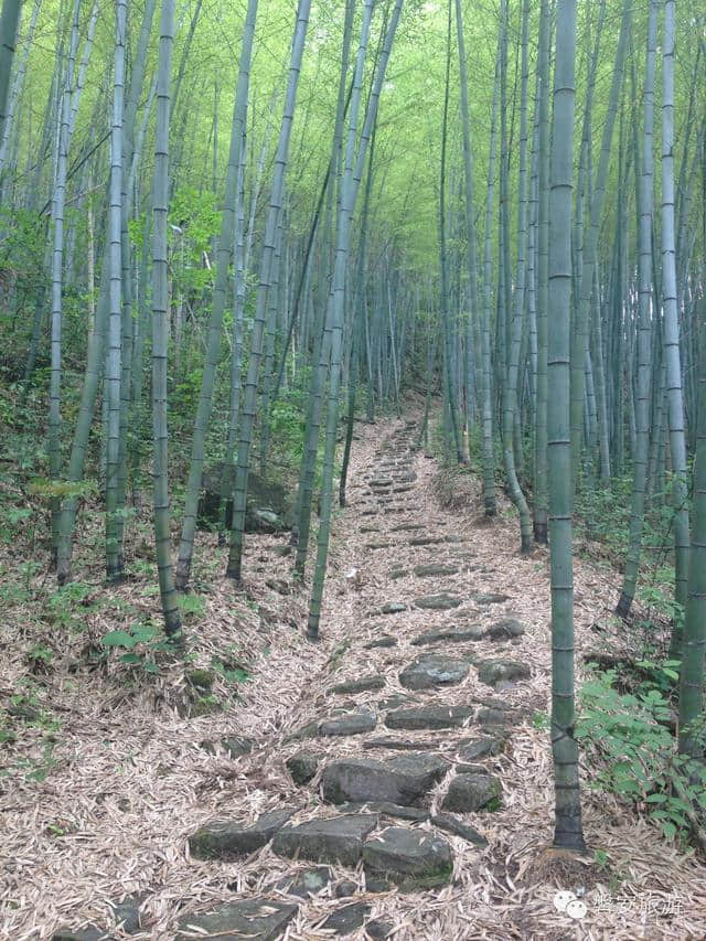 给力！磐安两条古道获评“浙江最美森林古道”，元旦小长假有地方去了！