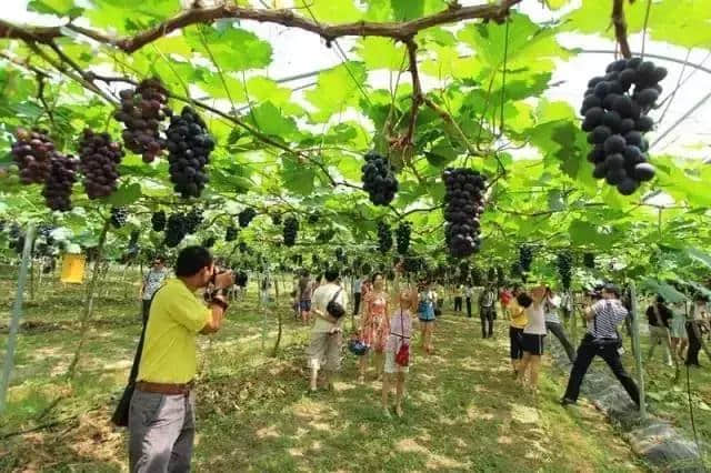 福建省旅游协会乡村旅游分会成立——开启福建乡村旅游新起点