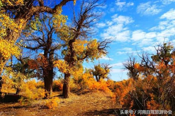 十一自驾额济纳胡杨林，老司机给你指一条全程都是美景的路线