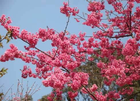 太震撼了，抚仙湖50000株樱花开成海，湖水，花海，周末首选