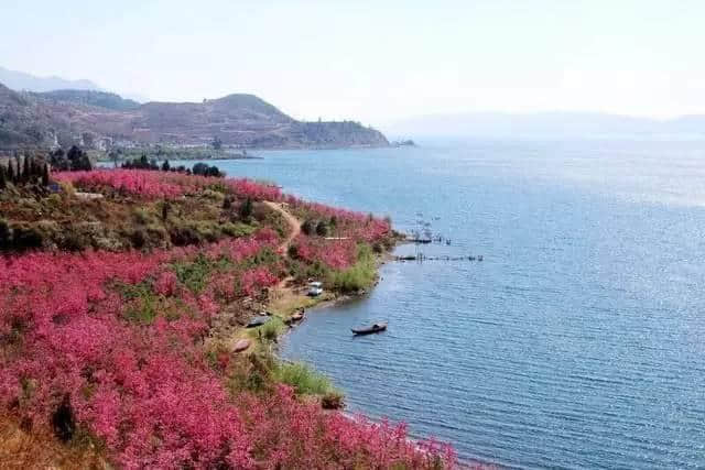 太震撼了，抚仙湖50000株樱花开成海，湖水，花海，周末首选