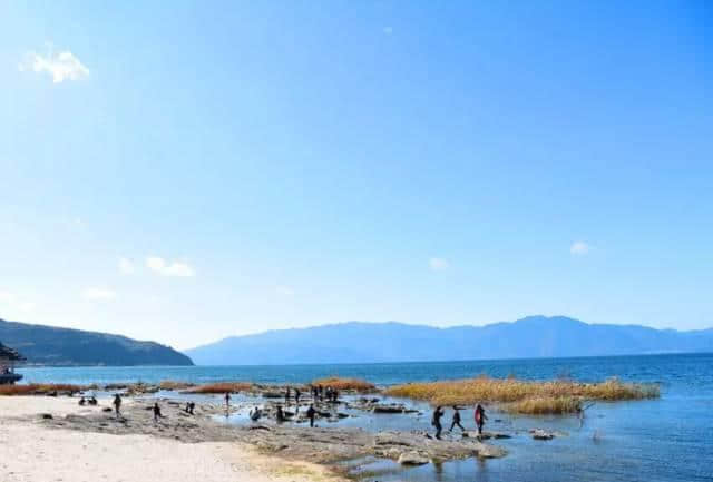 太震撼了，抚仙湖50000株樱花开成海，湖水，花海，周末首选