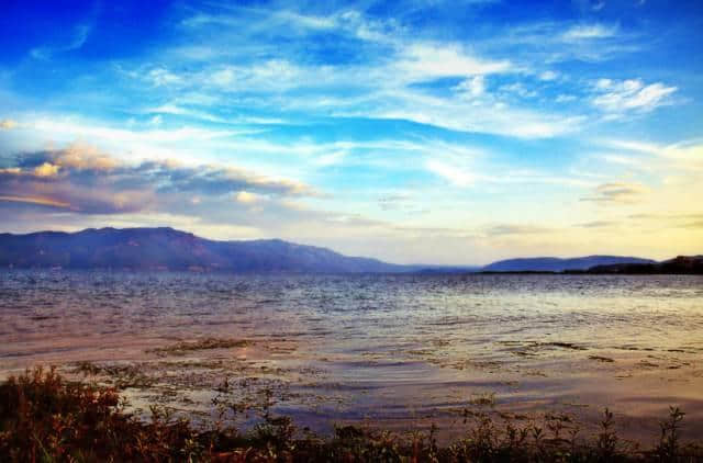 太震撼了，抚仙湖50000株樱花开成海，湖水，花海，周末首选