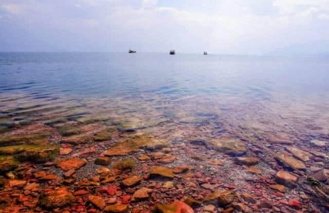 太震撼了，抚仙湖50000株樱花开成海，湖水，花海，周末首选