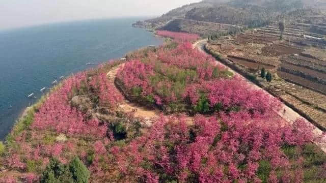 太震撼了，抚仙湖50000株樱花开成海，湖水，花海，周末首选