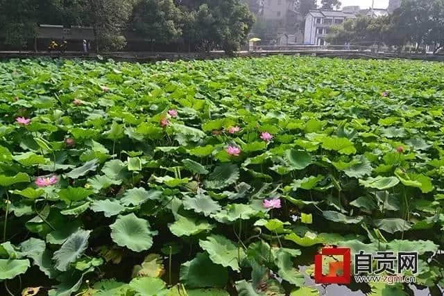 成了！自贡新增7个国家级4A旅游景区！