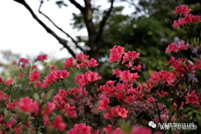 假如地球将被吞噬 请带着九华山一起流浪！