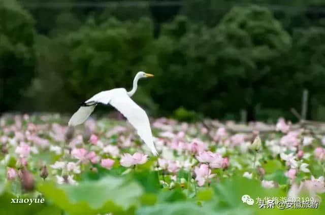 假如地球将被吞噬 请带着九华山一起流浪！