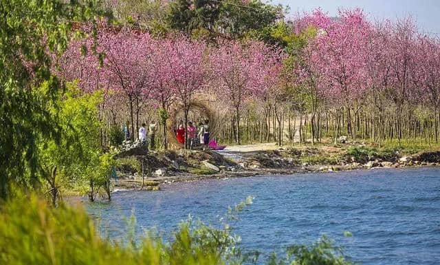 抓住春天尾巴邂逅抚仙湖浪漫樱花