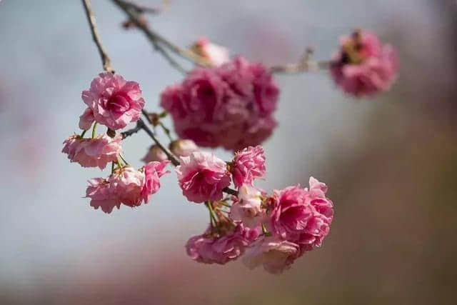 抓住春天尾巴邂逅抚仙湖浪漫樱花