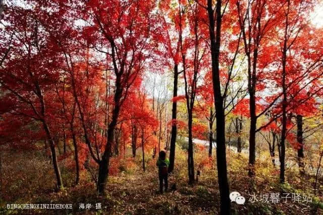 知道哈尔滨也有大峡谷和高山花园吗？就在五常的凤凰山