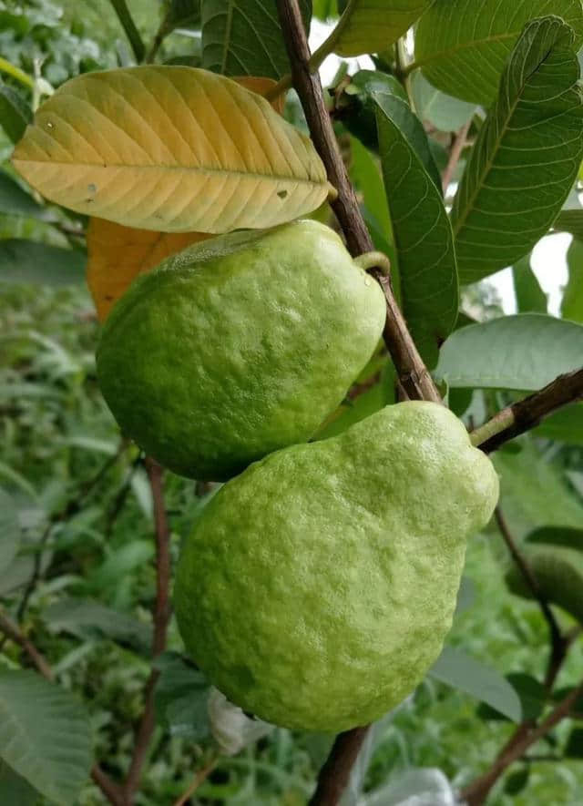 难得天晴！来顺德这座绝美小岛，邂逅田园风光吧！