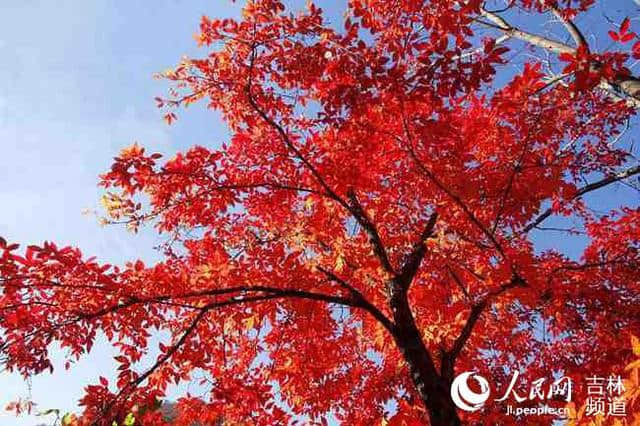 通化市柳河县首届旅游节暨云岭枫叶节启动