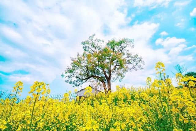 浙江超强版油菜花地图来了！美色媲美婺源，千万别错过！