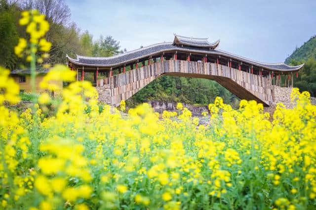 浙江超强版油菜花地图来了！美色媲美婺源，千万别错过！