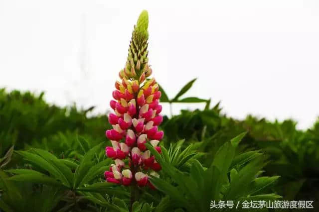 金坛茅山告诉您：五一不看人海看花海！