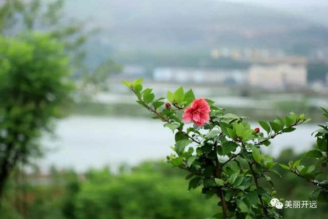 「美景」荒山变青山，这个凤凰山美出新境界！