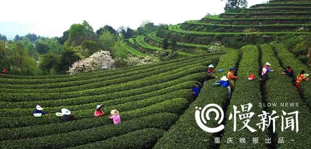 斗茶、品茶、论茶……重庆国际茶文化旅游节永川耍事多