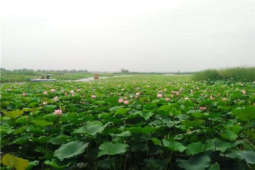 约起来！2017年中国·周口淮阳龙湖赏荷旅游月即将启幕