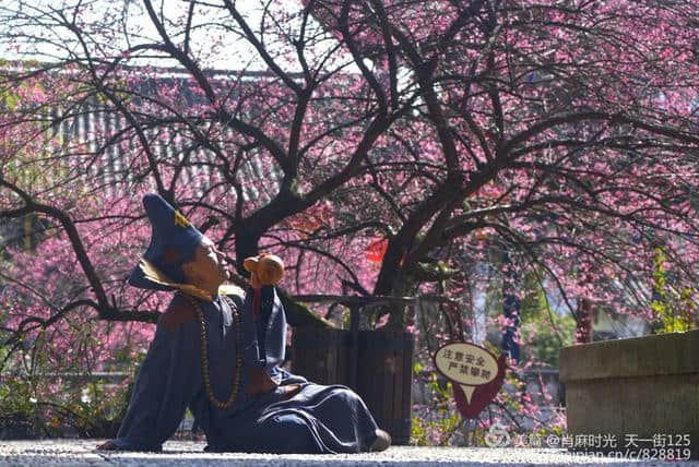 【天台】济公故居的梅花开了