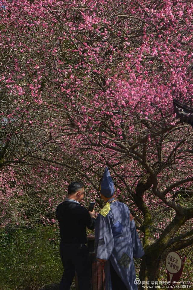 【天台】济公故居的梅花开了