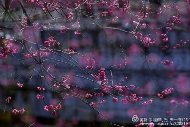 【天台】济公故居的梅花开了