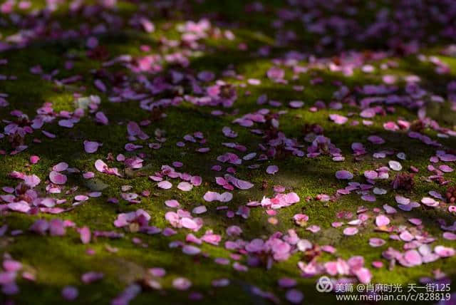 【天台】济公故居的梅花开了