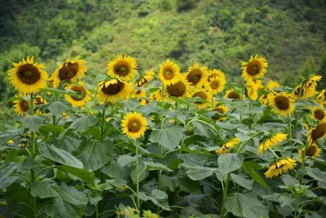 绝色花海、夏日乐园…… 佛冈这个地方，串起了最美风景线！