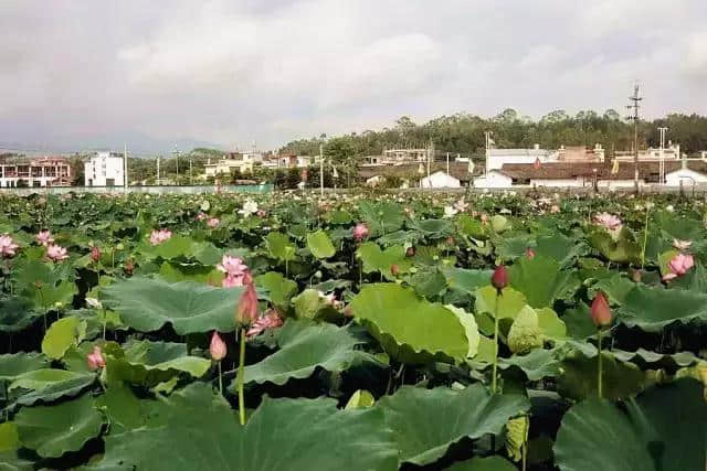 绝色花海、夏日乐园…… 佛冈这个地方，串起了最美风景线！