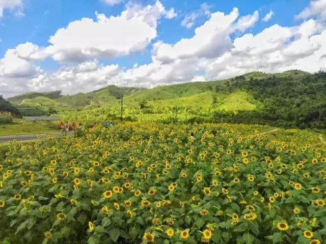 绝色花海、夏日乐园…… 佛冈这个地方，串起了最美风景线！