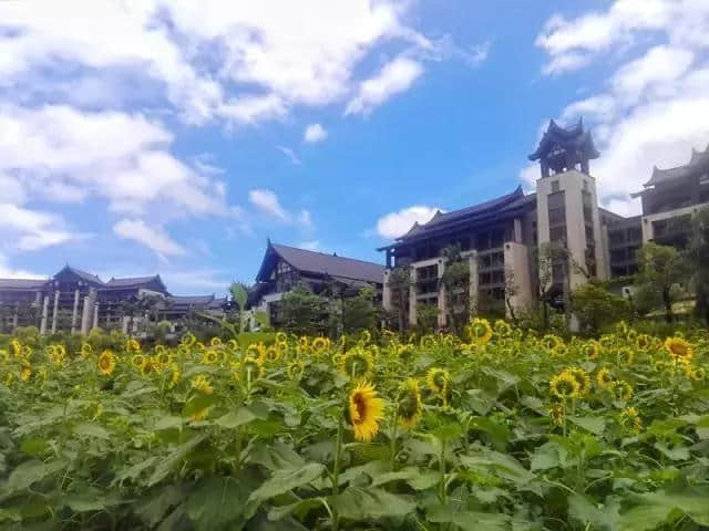 绝色花海、夏日乐园…… 佛冈这个地方，串起了最美风景线！