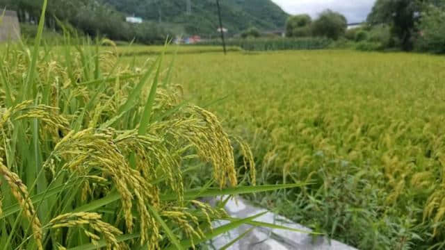 大山里有个“涂鸦村”，还有栈道，听说很美！