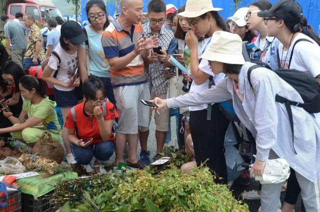 推荐 | 靖西端午药市明天开始啦，你可以在这里逛药市、购药材、看表演……